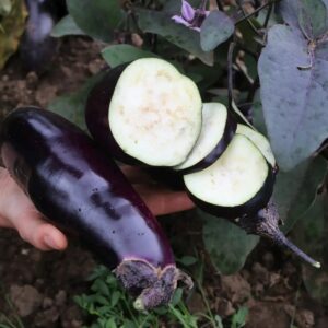 Aubergine Benary's Blaukönigin