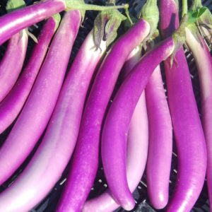 Aubergine Asiatyp Pink Lady