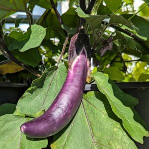 Aubergine Asiatyp Tarim