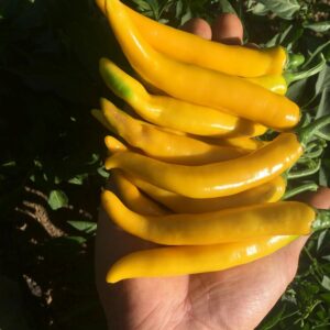 Chili Cayellow