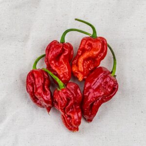 Chili Trinidad Moruga Scorpion F1