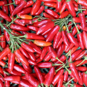 Chili Kusburnu