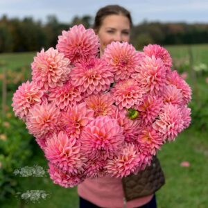 Dahlien Hapet Coralie