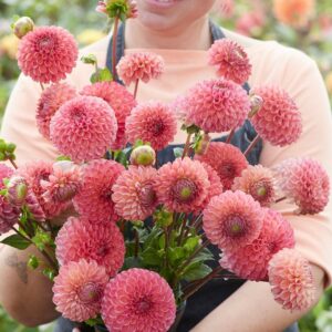 Dahlien Hapet Coppery