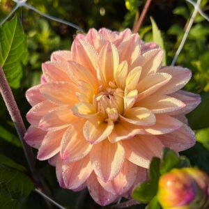 Dahlien Mondriaan