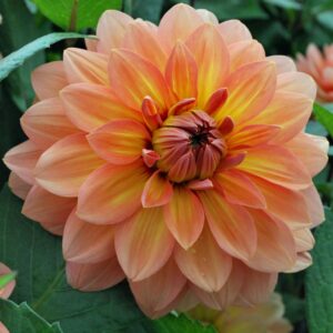 Dahlien Nicholas