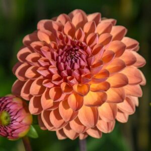 Dahlien Orange Breeze