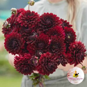 Dahlien Painted Black