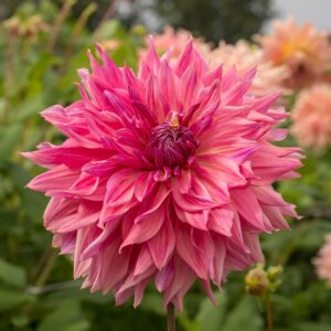 Dahlien Penhill Dark Monarch