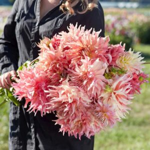 Dahlien Penhill Watermelon