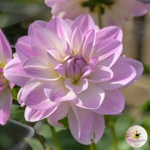 Dahlien Porcelain