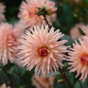 Dahlien Préférence