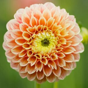 Dahlien Sweet Suzanne