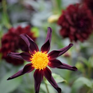 Dahlien Verrone's Obsidian