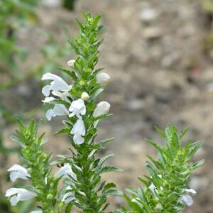 Drachenkopf Türkische Melisse weiss