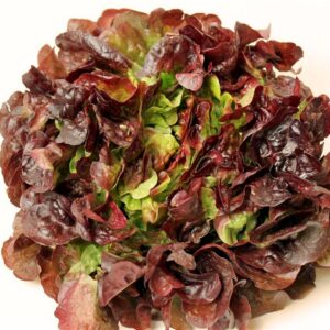 Eichblattsalat Red Salad Bowl