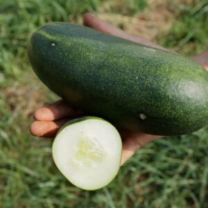 Salatgurke Gundel