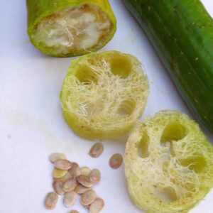 Schwammgurke Luffa