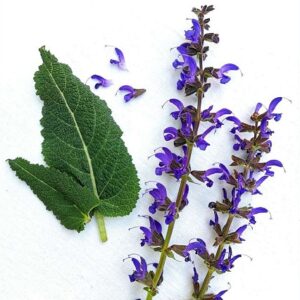 Insektenweide Wiesensalbei