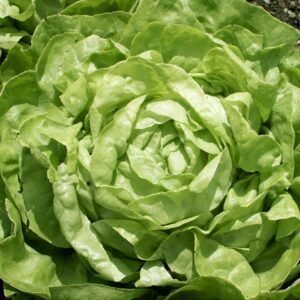 Kopfsalat Attraktion