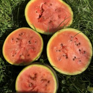 Wassermelone Blacktail Mountain