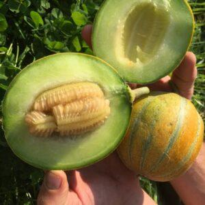 Honig-Melone Frusito