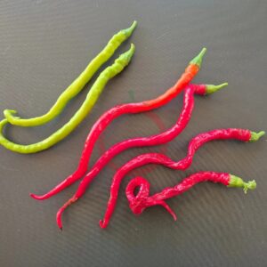 Spitz-Peperoni Python