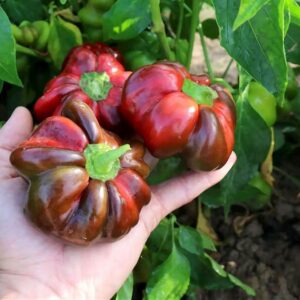 Flach-Peperoni Shirina