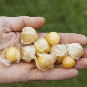 Physalis Dulceria