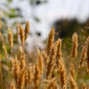 Räucherkräuter Duftgras
