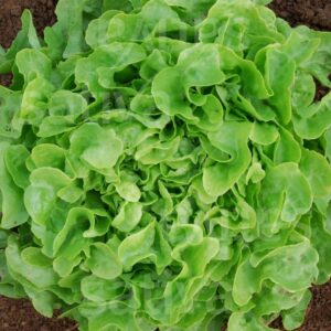 Eichblattsalat Strubelpeter