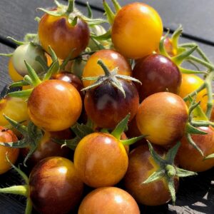 Cherrytomate Antho gelb