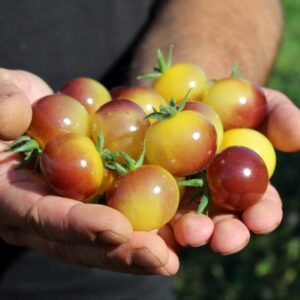 Cherrytomate Antho weiss