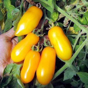 Rispentomate Banana Legs