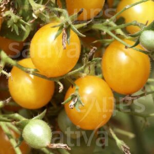 Cherrytomate Cerise gelb
