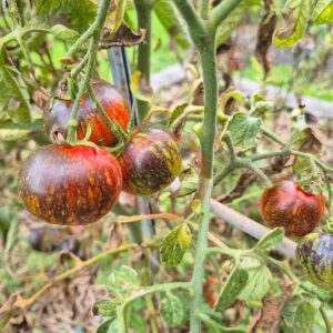 Rispentomate Cosmos
