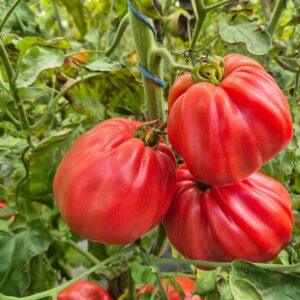 Fleischtomate Costoluto Colli Euganei