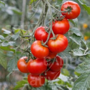 Fleischtomate Flonda