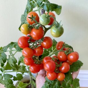 Zwergtomate Florida Petit Microdwarf
