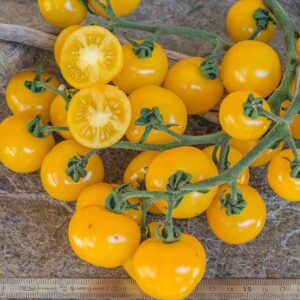 Cherrytomate Galina