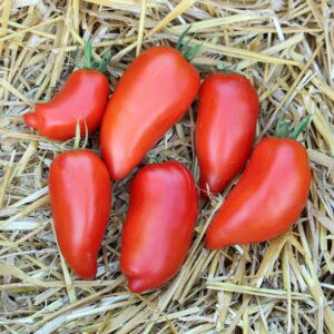 Saucentomate Gyöngyösi Paprika