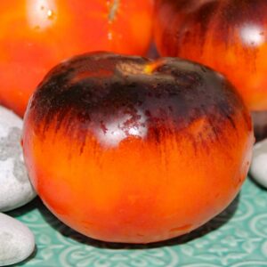 Fleischtomate Lucid Gem