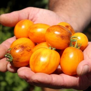 Zwerg Cherrytomate Microdwarf Golden Hour