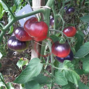 Fleischtomate Mlle Foriers