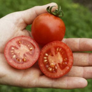 Rispentomate Resibella
