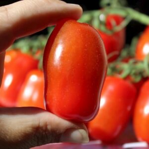 Saucentomate San Marzano nano