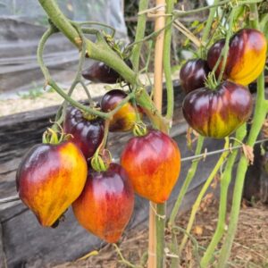Fleischtomate Sofia's Sweet Caramel