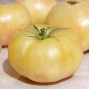 Fleischtomate White Beauty