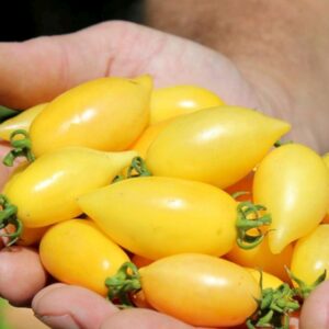 Zwerg Cherrytomate Fanny Plum