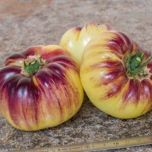 Fleischtomate Great Blue